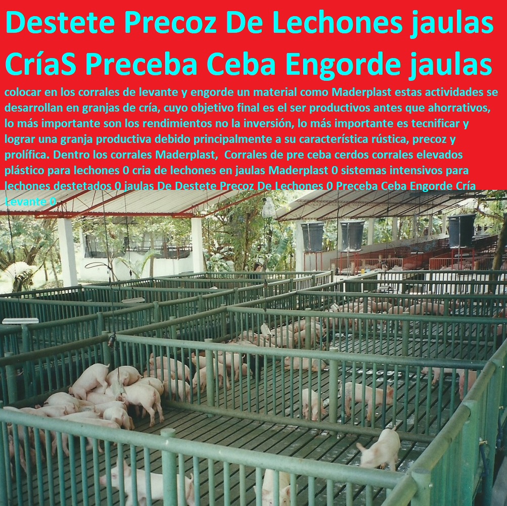 Corrales de pre ceba cerdos corrales elevados plástico para lechones 0 cria de lechones en jaulas parideras, porcinas corral, gestación cerdas, parto cerda, lechonera, destete, jaula pre ceba porcinos, corraleja, ceba, engorde cerdos, porqueriza cría de lechones, pisos jaulas comederos, porcicultura jaulas, corrales, Maderplast 0 sistemas intensivos para lechones destetados 0 jaulas De Destete Precoz De Lechones 0 Preceba Ceba Engorde Cría Levante 0 Corrales de pre ceba cerdos corrales elevados plástico para lechones 0 cria de lechones en jaulas Maderplast 0 sistemas intensivos para lechones destetados 0 jaulas De Destete Precoz De Lechones 0 Preceba Ceba Engorde Cría Levante 0